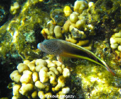 Forster's hawkfish by Yakout Hegazy 